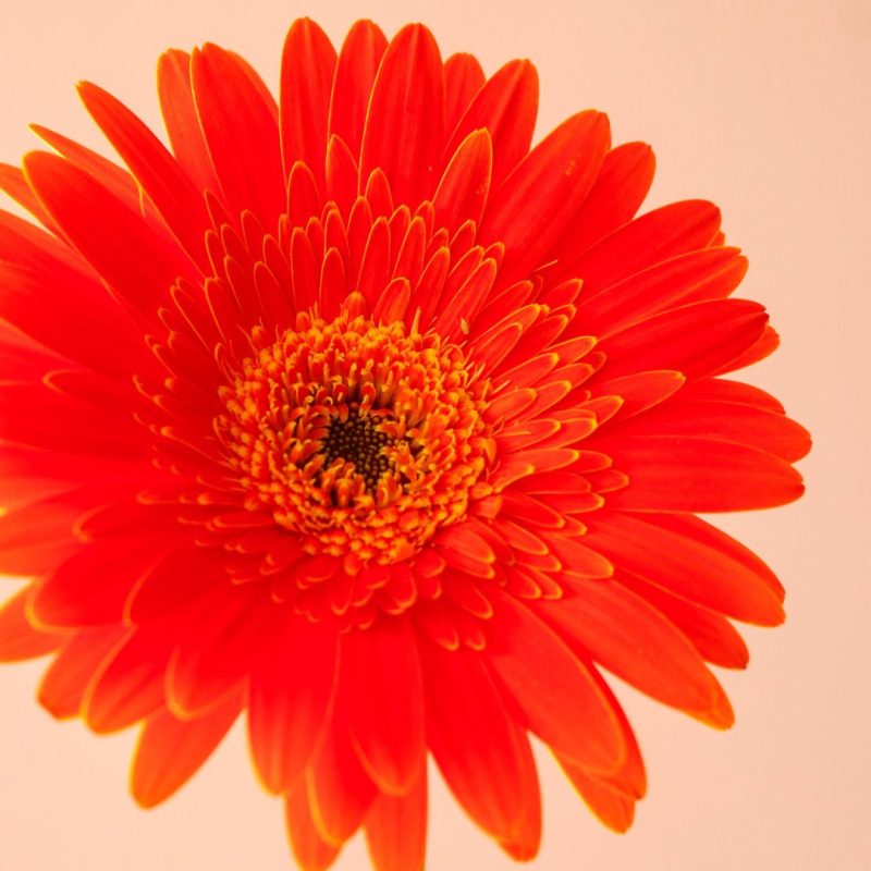 ژربرا نارنجی خرید - گلفروشی گیان