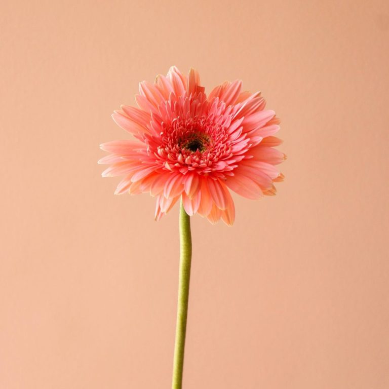 شاخه گل ژربرا صورتی مینیمال - گل گیان