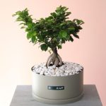 گلدان بن سای جنسینگ - گلفروشی گیان