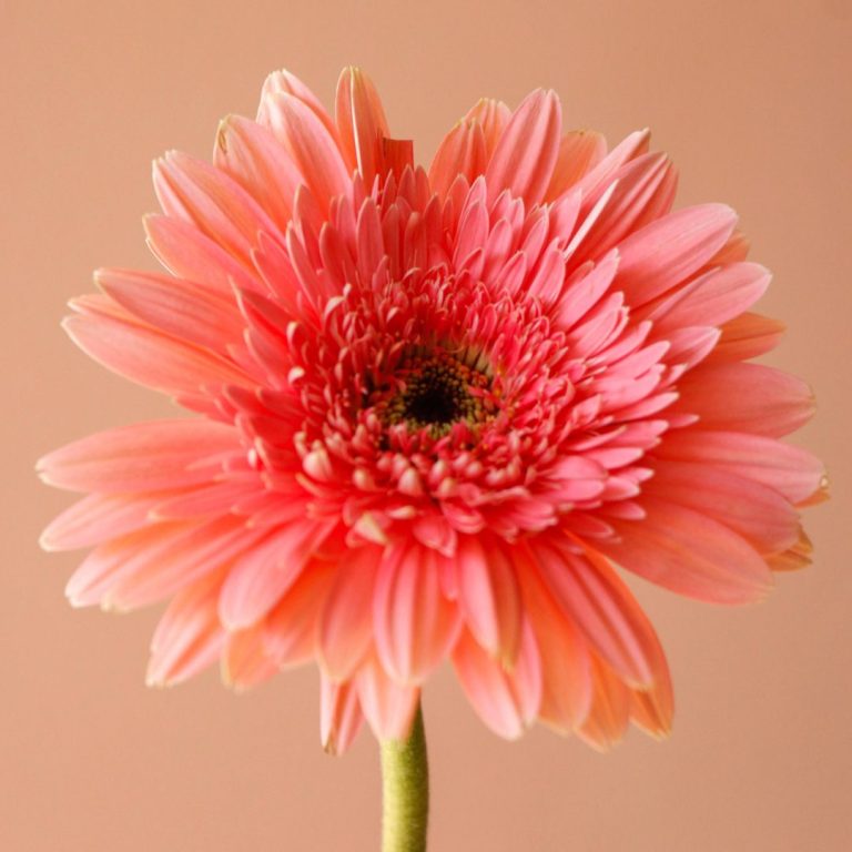 گل ژربرا صورتی خرید آنلاین - گلفروشی گیان