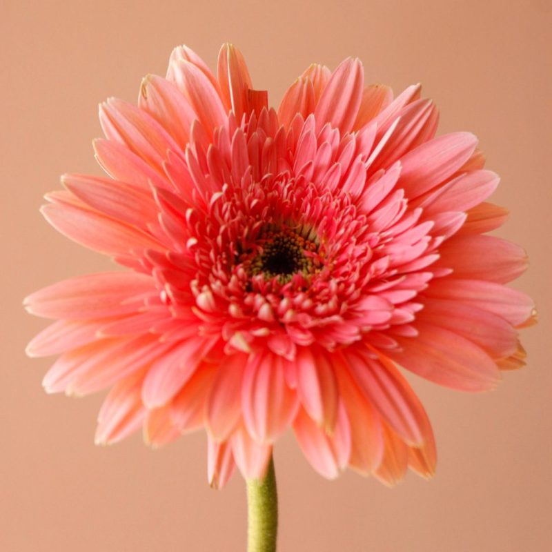 گل ژربرا صورتی خرید آنلاین - گلفروشی گیان