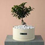 بونسای جنسینگ بزرگ به همراه گلدان فلزی -گلفروشی گیان