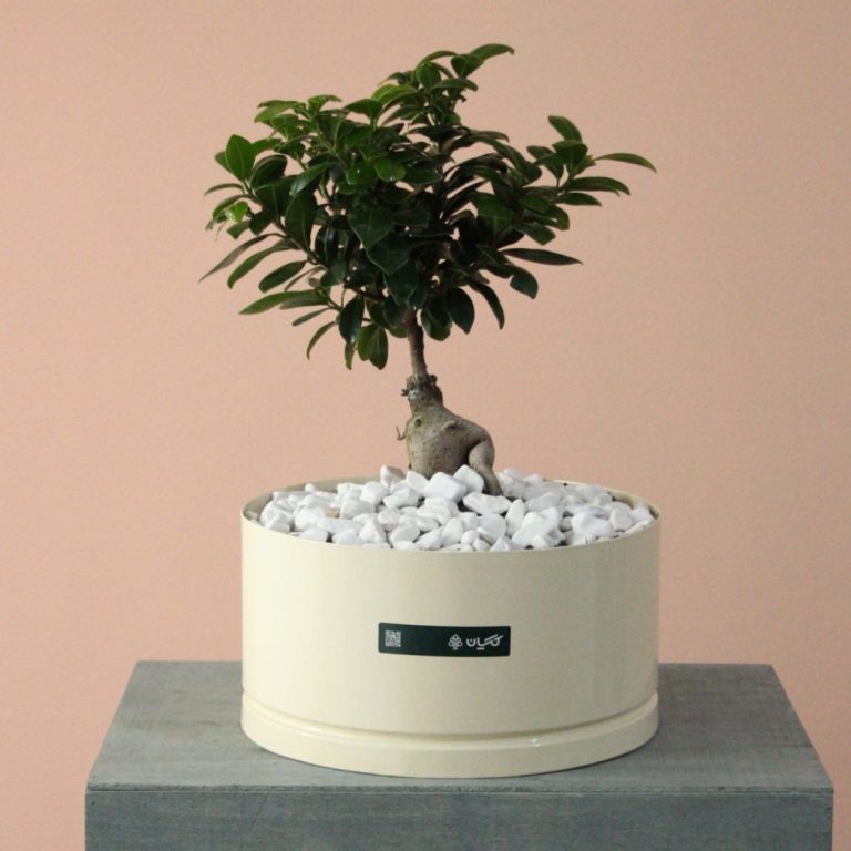 بونسای جنسینگ بزرگ به همراه گلدان فلزی -گلفروشی گیان