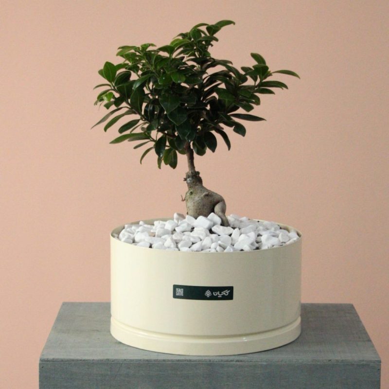 بونسای جنسینگ بزرگ به همراه گلدان فلزی -گلفروشی گیان