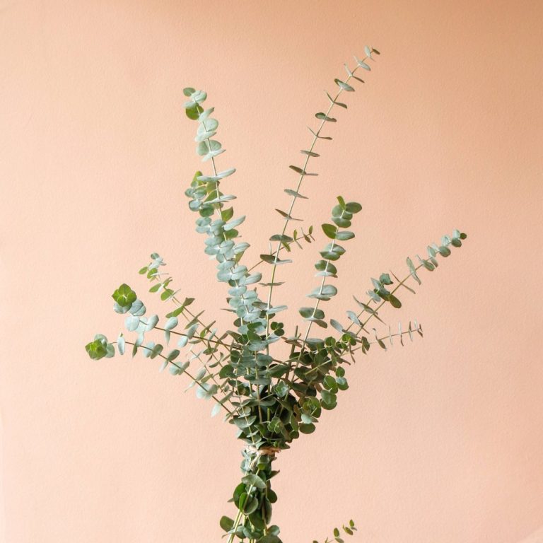 اکالیپتوس برای دیزاین مینیمال خانه - گلفروشی گیان