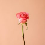 رز هلندی هرموسا درجه یک - گیان