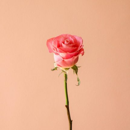 رز هلندی هرموسا درجه یک - گیان