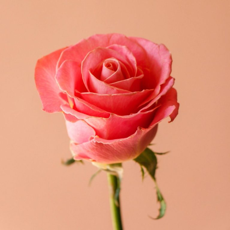 رز هرموسا درجه یک رنگ صورتی - گیان فلاور