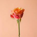 شاخه گل رز هلندی نارنجی وینتیج - گیان