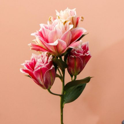 شاخه گل لی لی رز سفید صورتی