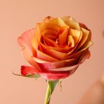 قیمت رز نارنجی - گیان