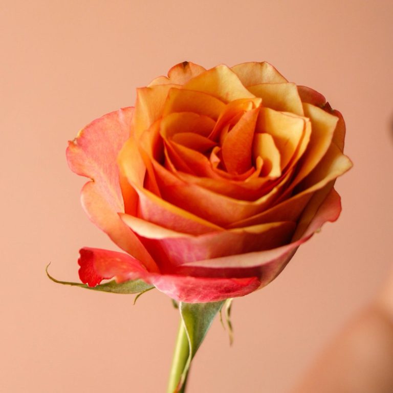 قیمت رز نارنجی - گیان