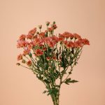 دسته گل داوودی مینیاتوری صورتی شاخه‌ای طبیعی و لطیف - گلفروشی گیان