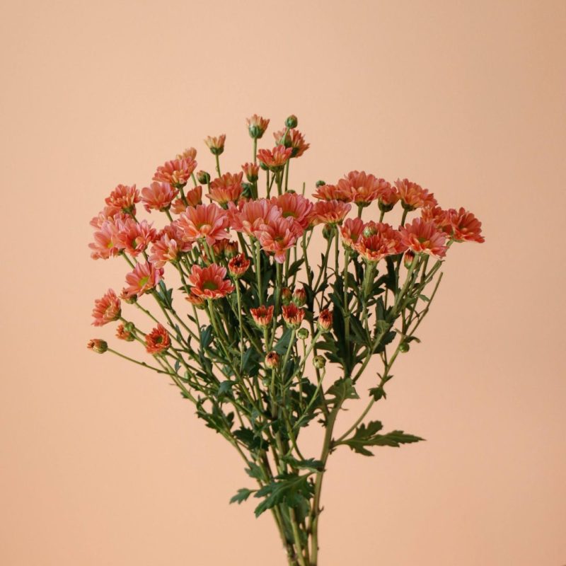 دسته گل داوودی مینیاتوری صورتی شاخه‌ای طبیعی و لطیف - گلفروشی گیان