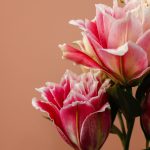 لی لی رز دو رنگ صورتی سفید - خرید فوری