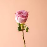 رز هلندی یاسی مارتین درجه یک - گیان فلاور