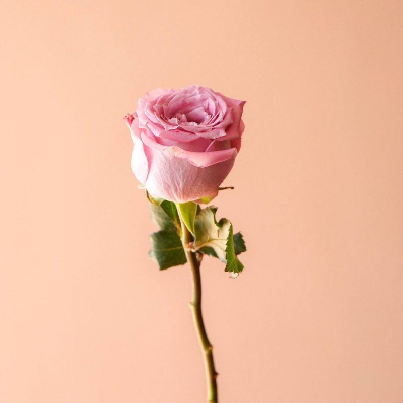 رز هلندی یاسی مارتین درجه یک - گیان فلاور