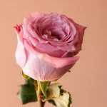 شاخه گل رز هلندی مارتین - گلفروشی آنلاین