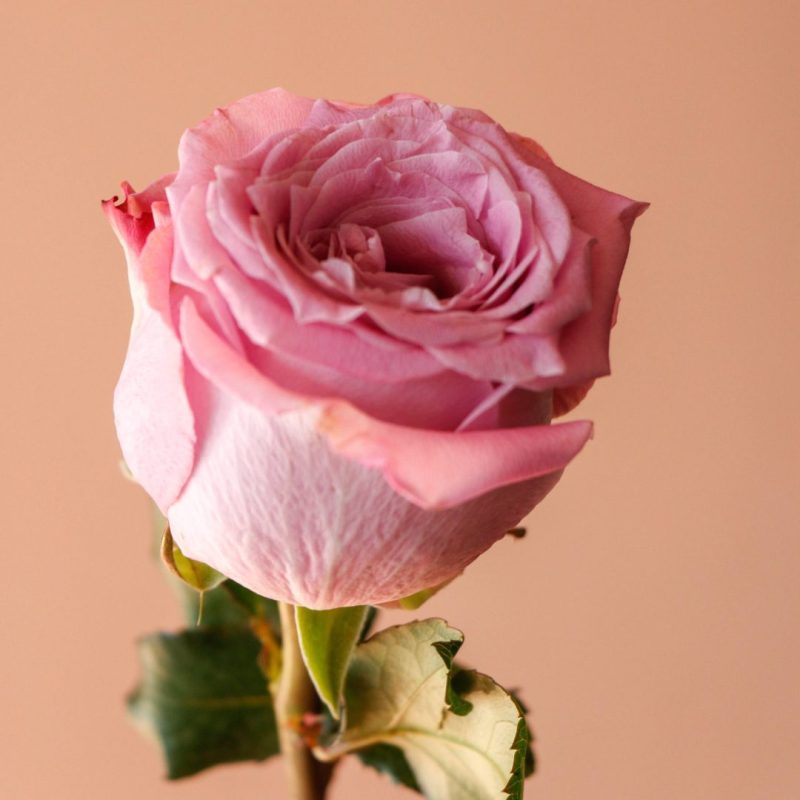 شاخه گل رز هلندی مارتین - گلفروشی آنلاین