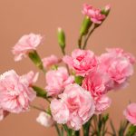 میخک مینیاتوری صورتی گل مینیمال و مقاوم - گیان فلاور