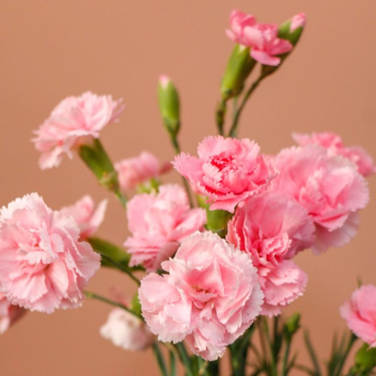 میخک مینیاتوری صورتی گل مینیمال و مقاوم - گیان فلاور