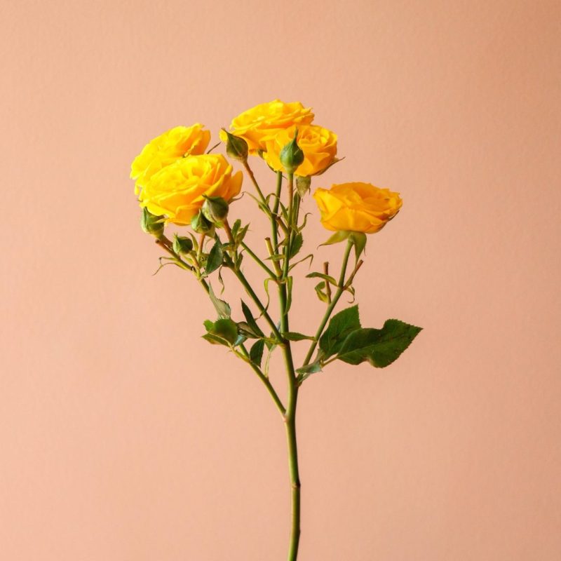 رز مینیاتوری زرد شاخه گل - گیان