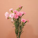 دسته گل میخک مینیاتوری صورتی - گیان