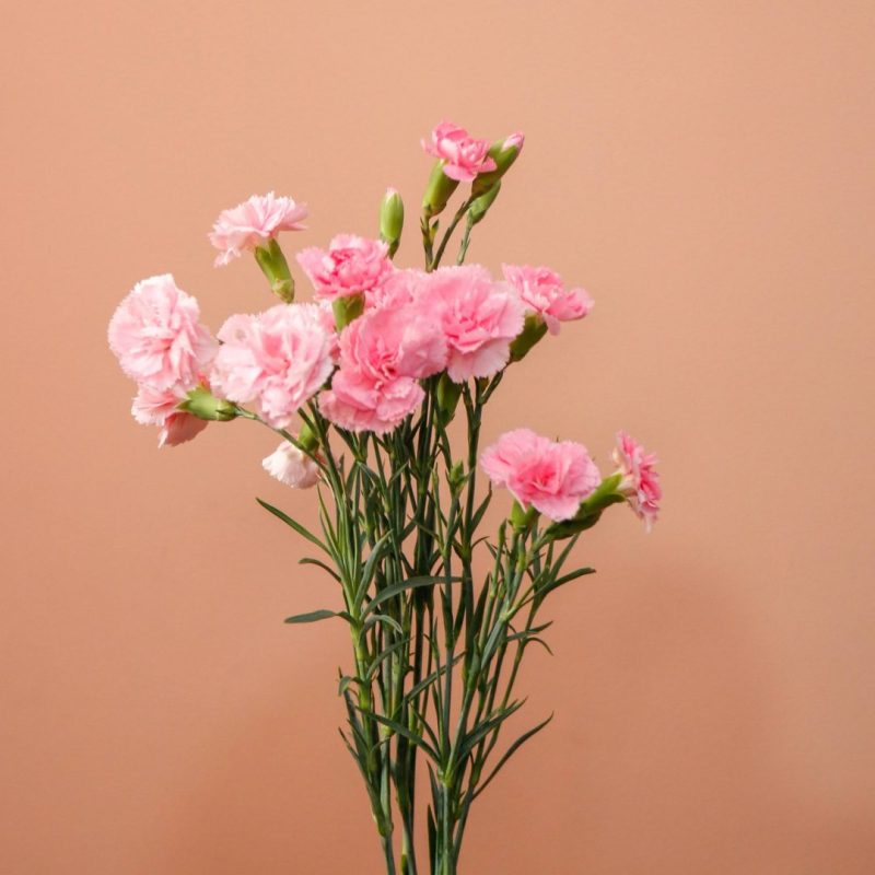 دسته گل میخک مینیاتوری صورتی - گیان