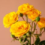 رز مینیاتوری زرد درجه یک قیمت - گیان