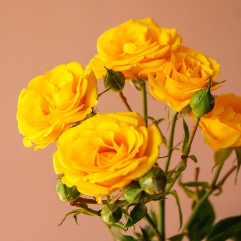 رز مینیاتوری زرد درجه یک قیمت - گیان