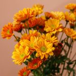 داوودی مینیاتوری نارنجی - گیان