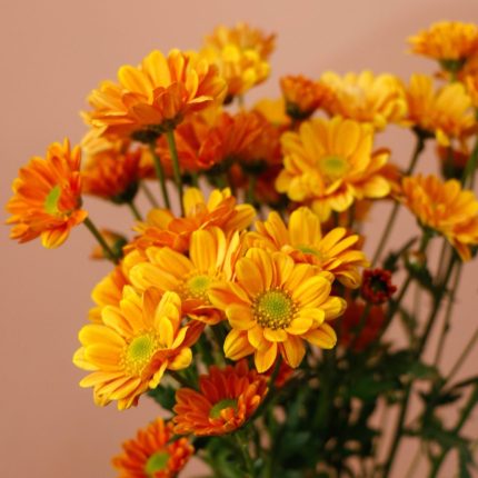 داوودی مینیاتوری نارنجی - گیان