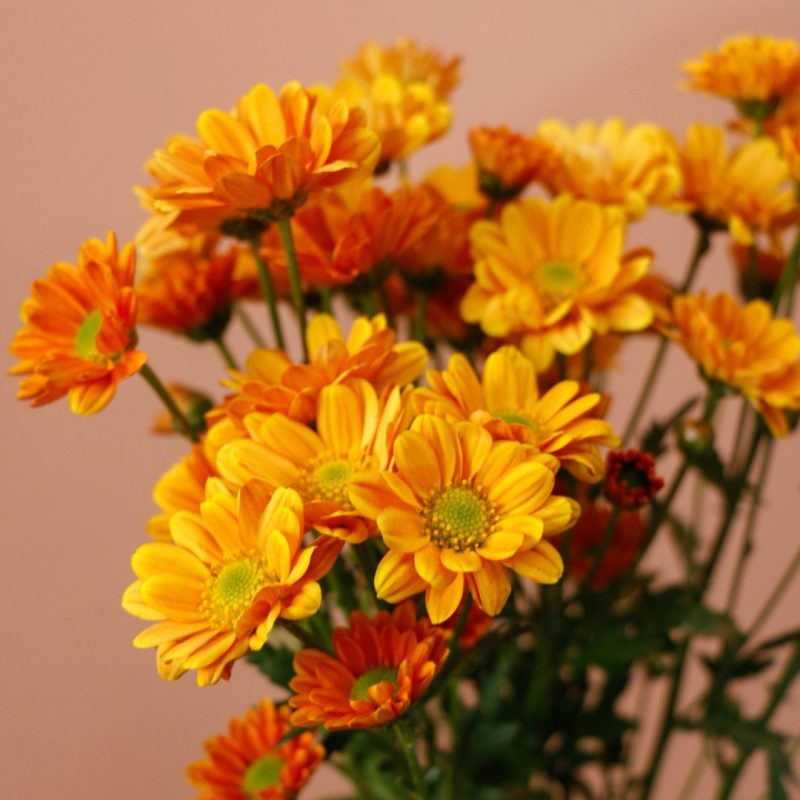 داوودی مینیاتوری نارنجی - گیان