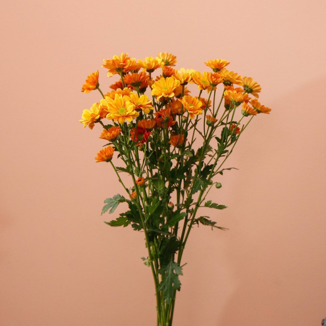 photo_35_2025-11-18_12-24-57 دسته گل داوودی مینیاتوری نارنجی شاخهای گرم و پرجلوه - گلفروشی گیان