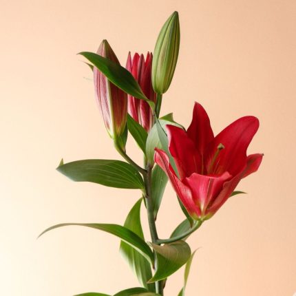 گل اورینتال سرخابی شاخه‌ای - گلفروشی گیان