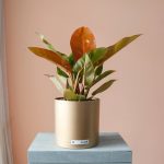 فیلودندرون پرتقالی به همراه گلدان پلیمری - گیاه آپارتمانی گیان