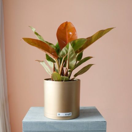 فیلودندرون پرتقالی به همراه گلدان پلیمری - گیاه آپارتمانی گیان