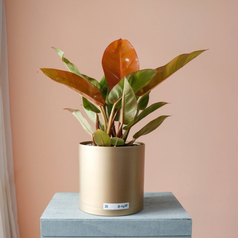 فیلودندرون پرتقالی به همراه گلدان پلیمری - گیاه آپارتمانی گیان