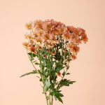 دسته گل داوودی مینیاتوری گلبهی شاخه‌ای طبیعی - گل گیان