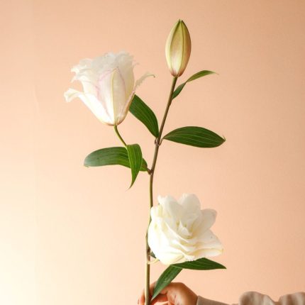 گل لی‌لی رز سفید شاخه‌ای معطر و زیبا - گیان