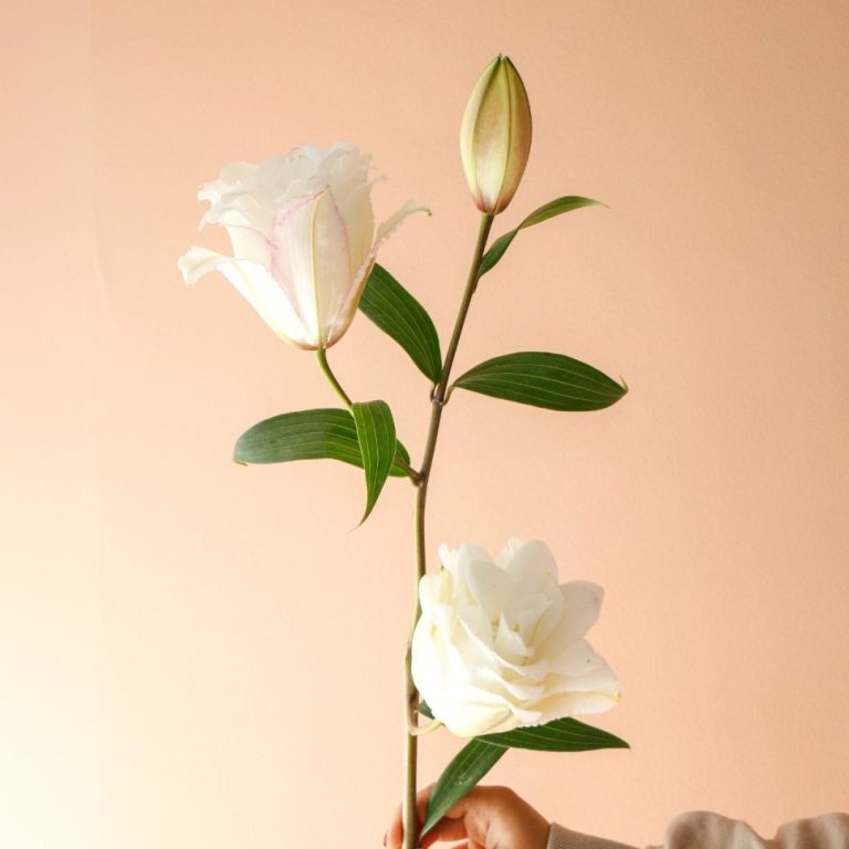 گل لی‌لی رز سفید شاخه‌ای معطر و زیبا - گیان