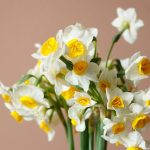 گل شاخهای نرگس تازه و معطر - گیان فلاور