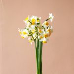 دسته گل مینی نرگس - گلفروشی گیان