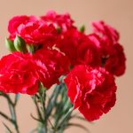 میخک مینیاتوری سرخابی گل مقاوم برای خانه - گیان