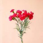 دسته گل میخک مینیاتوری سرخابی - گیان