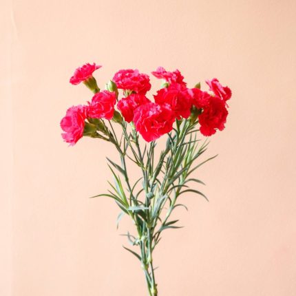 دسته گل میخک مینیاتوری سرخابی - گیان