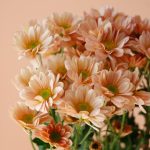 دسته گل داوودی مینیاتوری برای منزل - گلفروشی آنلاین