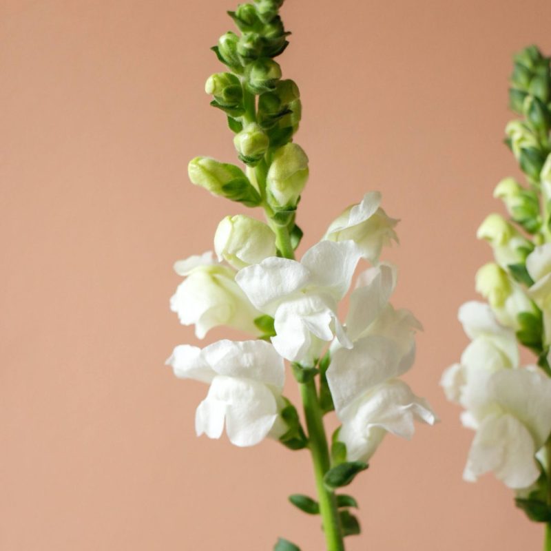 گل شاخه‌ای میمون برای خرید منزل - گیان فلاور