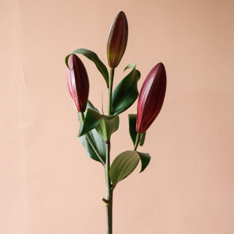 شاخه گل اورینتال سماقی با گل غنچه - گیان فلاور