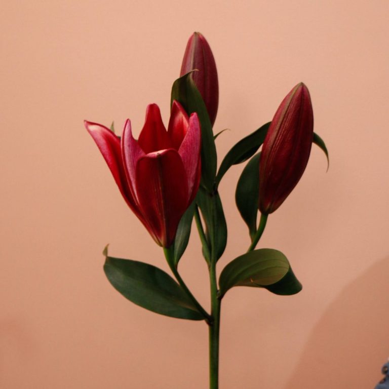 گل اورینتال سماقی شاخه‌ای رنگ نادر و خاص - گیان فلاور